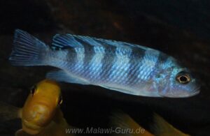 Metriaclima lombardoi 'Mbenji Island'